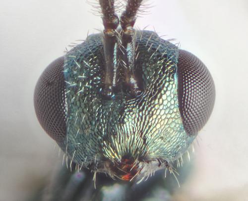 Apelioma pteromalinum